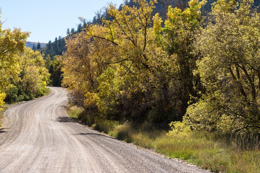 Gravel road through golden aspens in fall